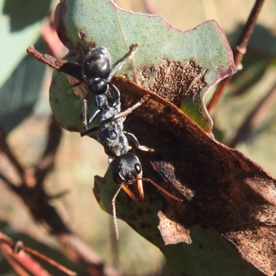 Myrmecia sp., pilosula-group (Jack jumper) at Gundaroo, NSW - 20 Apr 2024 by HelenCross