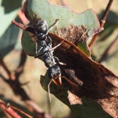 Myrmecia sp., pilosula-group (Jack jumper) at Mcleods Creek Res (Gundaroo) - 20 Apr 2024 by HelenCross