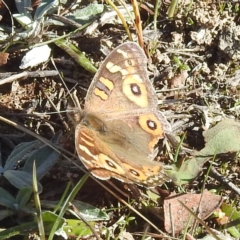 Junonia villida (Meadow Argus) at Mcleods Creek Res (Gundaroo) - 21 Apr 2024 by HelenCross