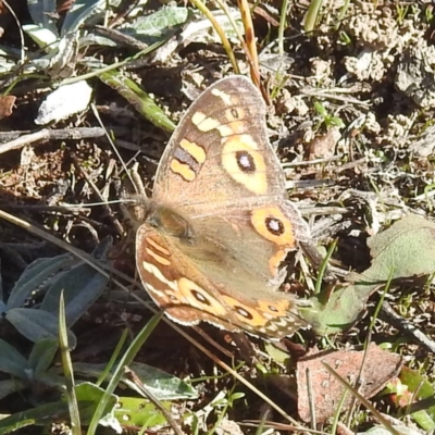 Junonia villida (Meadow Argus) at Mcleods Creek Res (Gundaroo) - 20 Apr 2024 by HelenCross