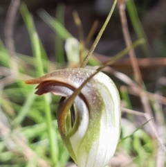 Pterostylis pedunculata (Maroonhood) at Aranda, ACT - 9 Sep 2023 by Venture