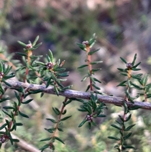 Dillwynia phylicoides at Black Mountain - 21 Apr 2024