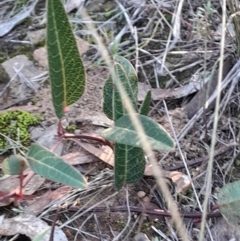 Hardenbergia violacea (False Sarsaparilla) at Black Mountain - 21 Apr 2024 by Venture