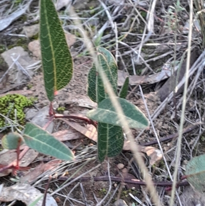 Hardenbergia violacea (False Sarsaparilla) at Black Mountain - 21 Apr 2024 by Venture
