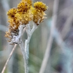 Chrysocephalum apiculatum (Common Everlasting) at Black Mountain - 21 Apr 2024 by Venture