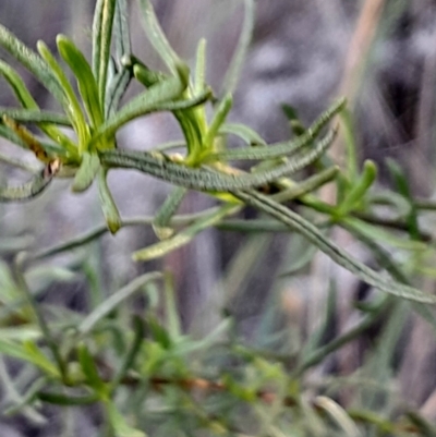 Xerochrysum viscosum (Sticky Everlasting) at Acton, ACT - 21 Apr 2024 by Venture