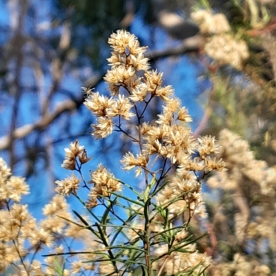 Cassinia quinquefaria (Rosemary Cassinia) at Acton, ACT - 21 Apr 2024 by Venture