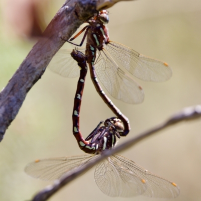 Austroaeschna pulchra (Forest Darner) at Tharwa, ACT - 24 Feb 2024 by KorinneM