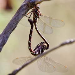 Austroaeschna pulchra at Tharwa, ACT - 25 Feb 2024