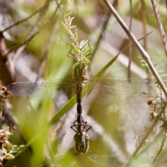 Austroaeschna pulchra at Tharwa, ACT - 25 Feb 2024