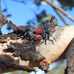 Eurymela distincta at Mcleods Creek Res (Gundaroo) - 21 Apr 2024