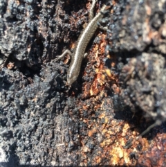 Cryptoblepharus pannosus (Ragged Snake-eyed Skink) at Albury - 21 Apr 2024 by Thaminder
