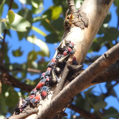 Vespula germanica (German Yellowjacket Wasp (also known as European Wasp)) at Mcleods Creek Res (Gundaroo) - 21 Apr 2024 by HelenCross