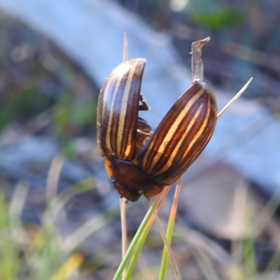Paropsisterna nigerrima (Leaf beetle, Button beetle) at Mcleods Creek Res (Gundaroo) - 21 Apr 2024 by HelenCross