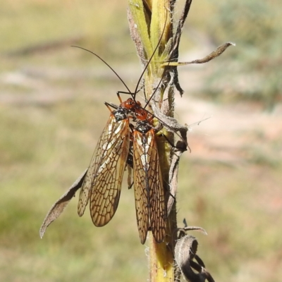 Chorista australis (Autumn scorpion fly) at Gundaroo, NSW - 21 Apr 2024 by HelenCross