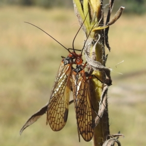 Chorista australis at Mcleods Creek Res (Gundaroo) - 21 Apr 2024