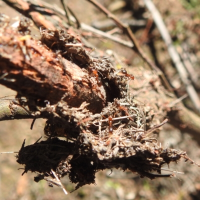 Papyrius sp. (genus) (A Coconut Ant) at Mcleods Creek Res (Gundaroo) - 21 Apr 2024 by HelenCross