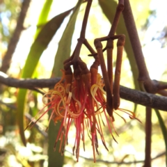 Amyema miquelii (Box Mistletoe) at Gundaroo, NSW - 21 Apr 2024 by HelenCross