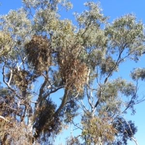 Amyema miquelii at Mcleods Creek Res (Gundaroo) - 21 Apr 2024