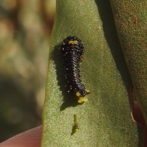 Poneridia macdonaldi at Mcleods Creek Res (Gundaroo) - 21 Apr 2024