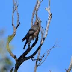 Accipiter fasciatus (Brown Goshawk) at Wollondilly Local Government Area - 21 Apr 2024 by Freebird