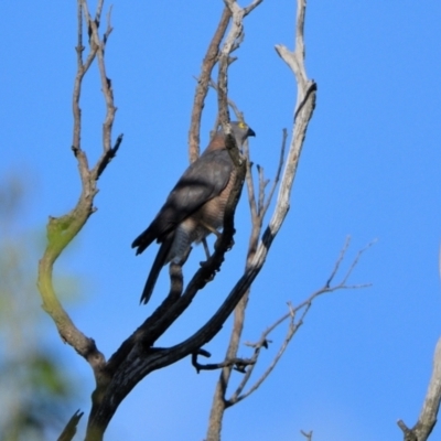 Tachyspiza fasciata (Brown Goshawk) at Wollondilly Local Government Area - 21 Apr 2024 by Freebird