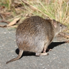 Isoodon obesulus obesulus (Southern Brown Bandicoot) at Paddys River, ACT - 20 Apr 2024 by HappyWanderer