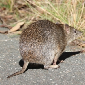 Isoodon obesulus obesulus at Tidbinbilla Nature Reserve - 20 Apr 2024 03:02 PM