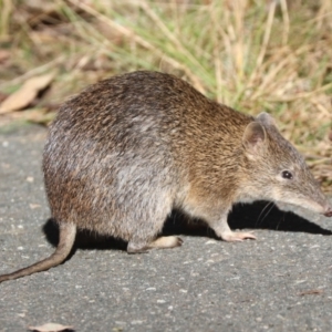 Isoodon obesulus obesulus at Tidbinbilla Nature Reserve - 20 Apr 2024 03:02 PM