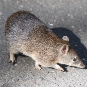 Isoodon obesulus obesulus at Tidbinbilla Nature Reserve - 20 Apr 2024