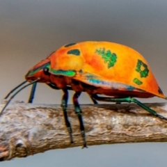 Unidentified Other beetle at Bundaberg North, QLD - 25 Sep 2020 by Petesteamer