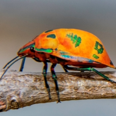Unidentified Other beetle at Bundaberg North, QLD - 25 Sep 2020 by Petesteamer