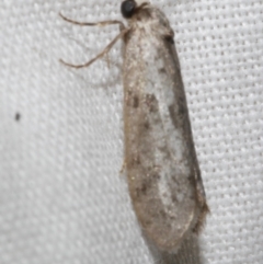 Lepidoscia (genus) ADULT (A Case moth) at Freshwater Creek, VIC - 25 Feb 2024 by WendyEM