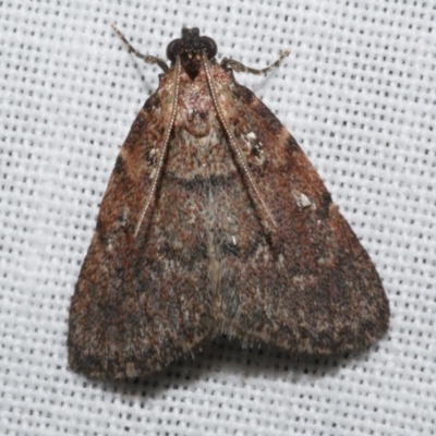 Araeopaschia normalis (Pyralidae) at Freshwater Creek, VIC - 25 Feb 2024 by WendyEM