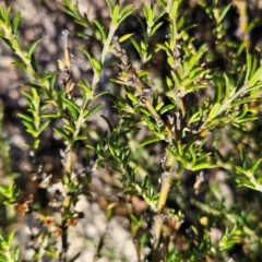 Mirbelia pungens at Rob Roy Range - 21 Apr 2024 02:16 PM