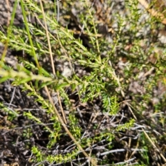 Mirbelia pungens at Rob Roy Range - 21 Apr 2024