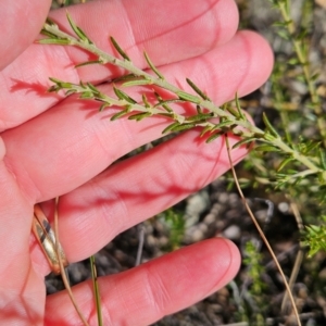 Mirbelia pungens at Rob Roy Range - 21 Apr 2024 02:16 PM