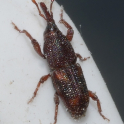 Sitophilus oryzae (Rice Weevil) at Freshwater Creek, VIC - 1 Mar 2024 by WendyEM