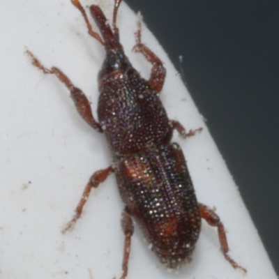 Unidentified Weevil (Curculionoidea) at Freshwater Creek, VIC - 1 Mar 2024 by WendyEM
