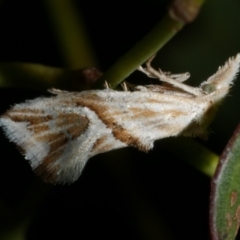 Heliocosma argyroleuca (A tortrix or leafroller moth) at Freshwater Creek, VIC - 9 Mar 2024 by WendyEM