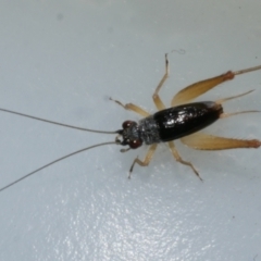 Trigonidium sp. (genus) at Freshwater Creek, VIC - 11 Mar 2024 by WendyEM