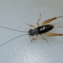 Trigonidium sp. (genus) at Freshwater Creek, VIC - 10 Mar 2024 by WendyEM