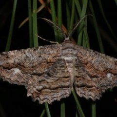 Scioglyptis lyciaria (White-patch Bark Moth) at Freshwater Creek, VIC - 12 Mar 2024 by WendyEM