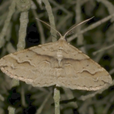 Syneora fractata (Ennominae) at Freshwater Creek, VIC - 12 Mar 2024 by WendyEM