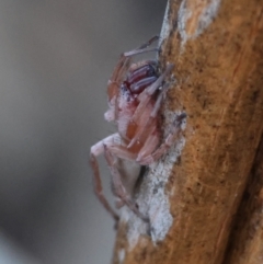 Clubiona sp. (genus) (Unidentified Stout Sac Spider) at Hughes, ACT - 19 Apr 2024 by LisaH