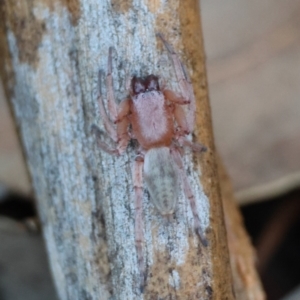 Clubiona sp. (genus) at Hughes Grassy Woodland - 19 Apr 2024