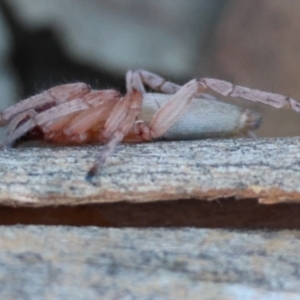 Clubiona sp. (genus) at Hughes Grassy Woodland - 19 Apr 2024