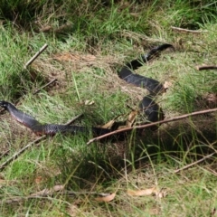 Pseudechis porphyriacus (Red-bellied Black Snake) at Mongarlowe, NSW - 21 Apr 2024 by LisaH