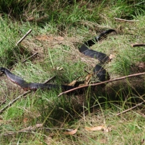 Pseudechis porphyriacus at Mongarlowe River - suppressed