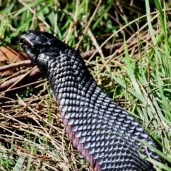 Pseudechis porphyriacus at Mongarlowe River - suppressed